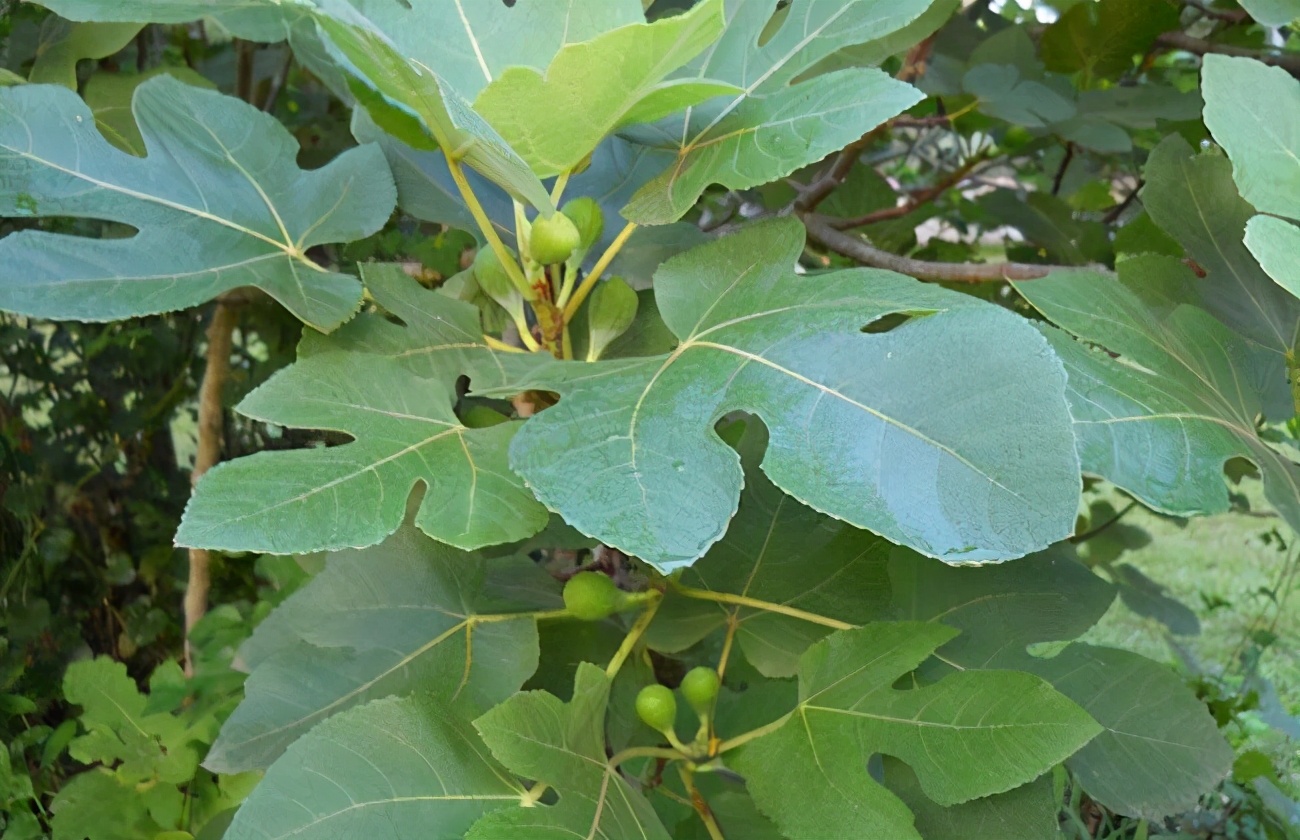 家门口种什么果树很快结果,庭院种什么果树一年四季有吃的