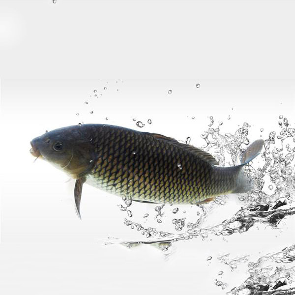 鱼怎么处理才干净又简单,鱼的处理小技巧