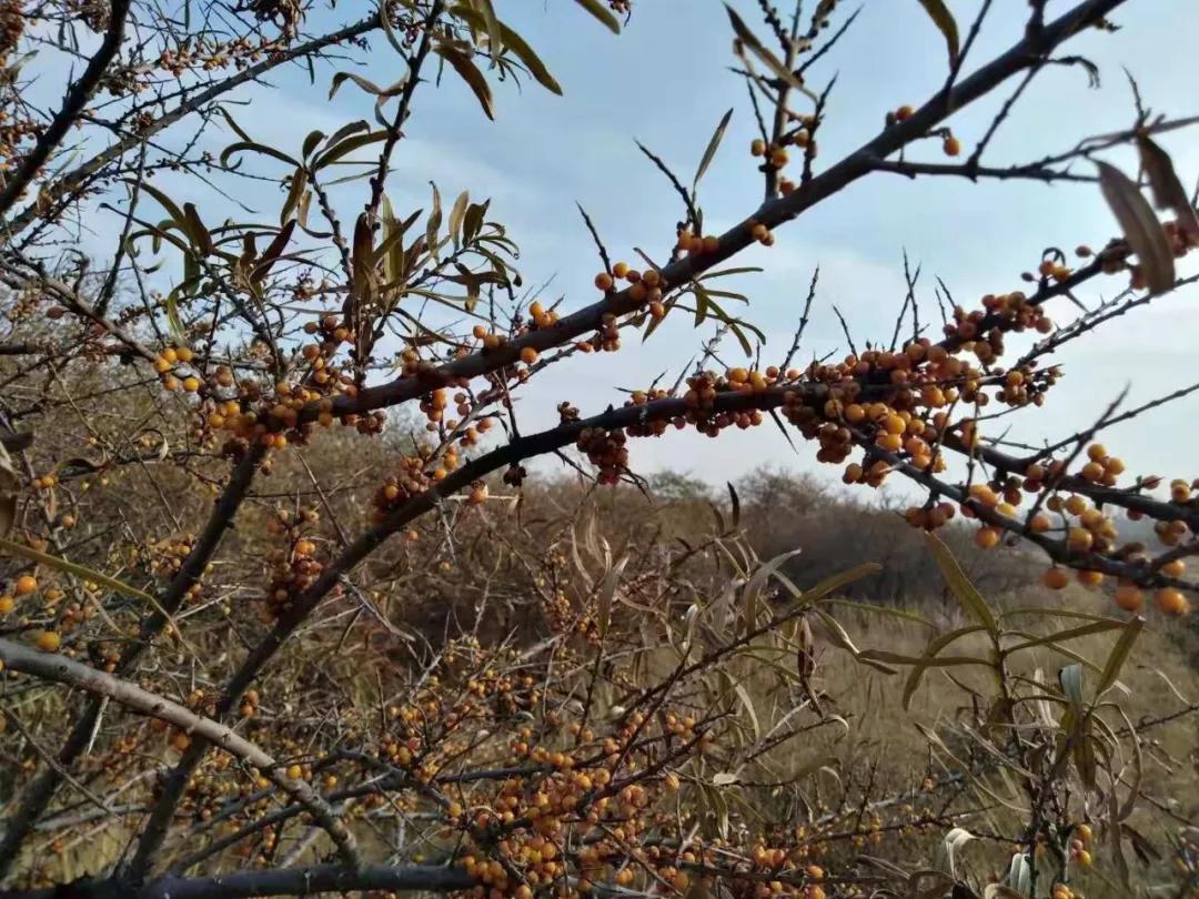 沙棘种植可行性研究报告,沙棘调研