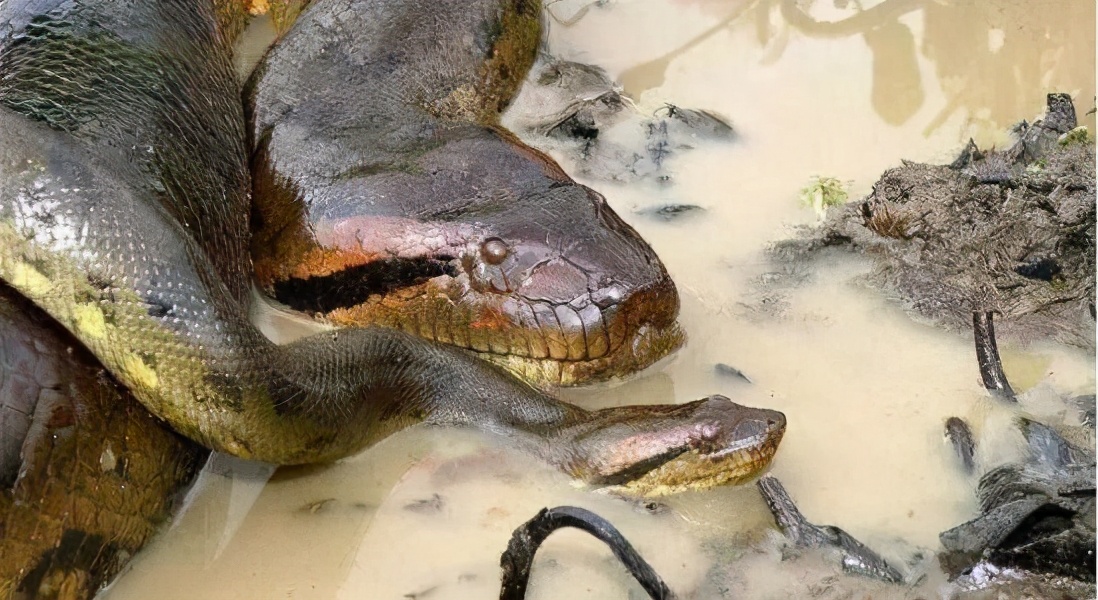 森蚺简单粗暴的交配方式，雌蛇后宫男宠众多，交配完后会吃掉雄性
