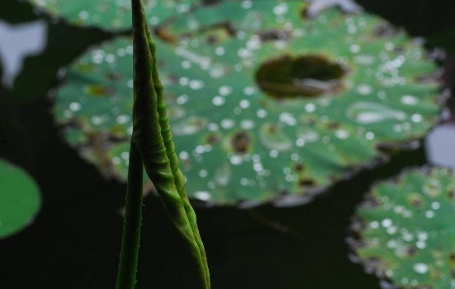 杨万里写荷花的诗小荷才露尖尖角,杨万里小荷才露尖尖角什么意思