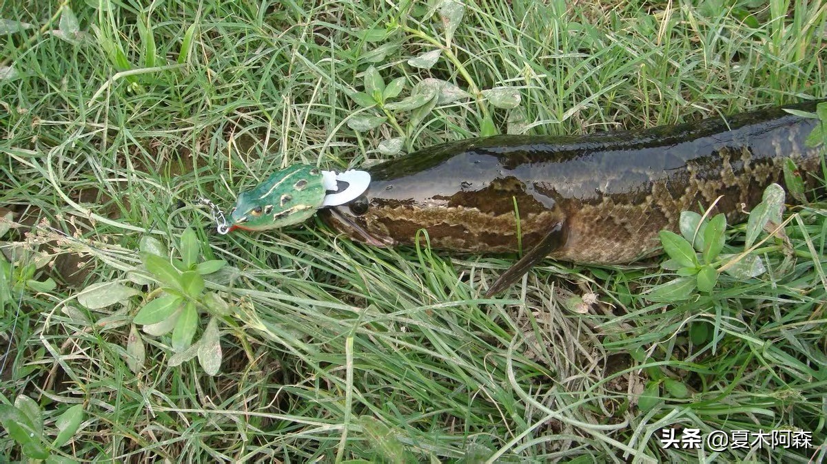 它的身体看起来像一条蛇英文,为什么黑鱼长得像蛇