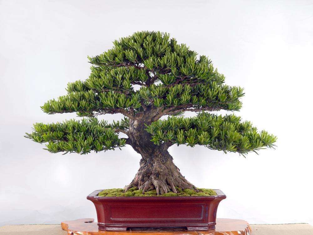 楼房客厅适合养的盆景,书房最好看的盆景