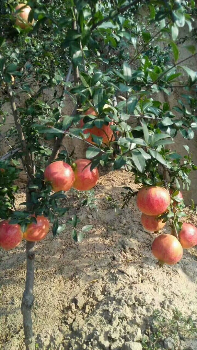 突尼斯软籽石榴哪个品种最好,突尼斯石榴与大红袍石榴区别