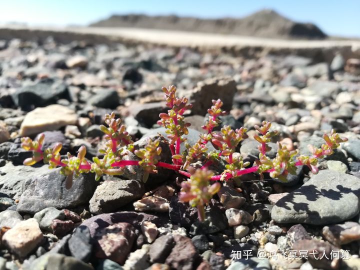 哈密戈壁之花图片,戈壁之花