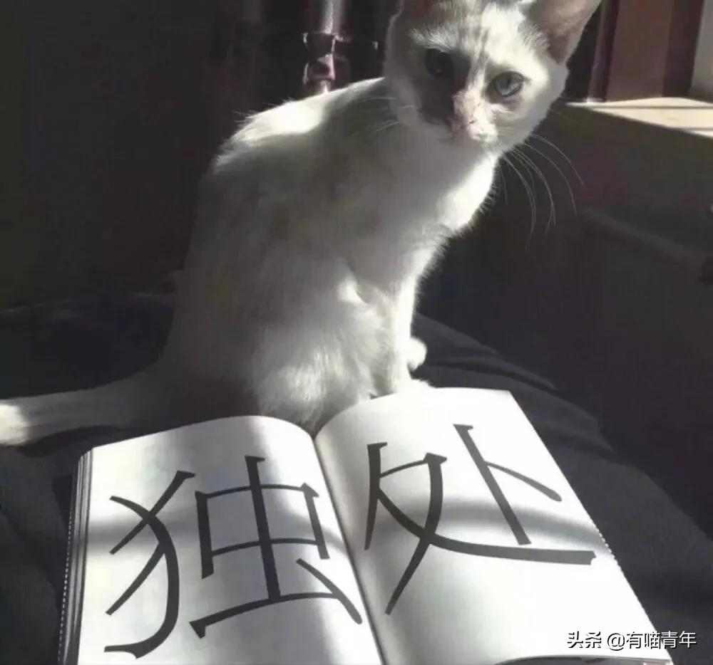 刚毕业的大学生建议养猫吗,没毕业大学生建议养猫吗