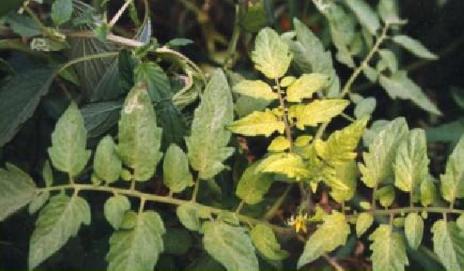 番茄各个生长期缺氮的症状,番茄苗期缺素症图片