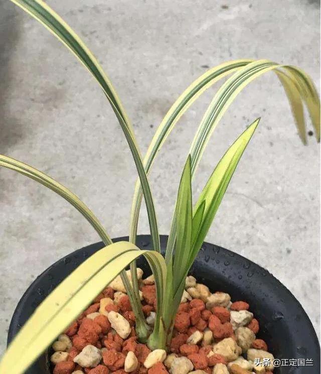 为什么兰花被称为国兰,为什么兰花又叫国兰