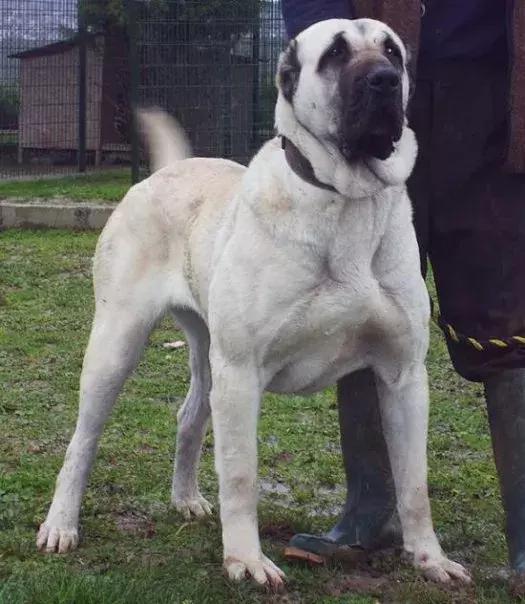 肌肉型猛犬图片,最帅最有气质的猛犬