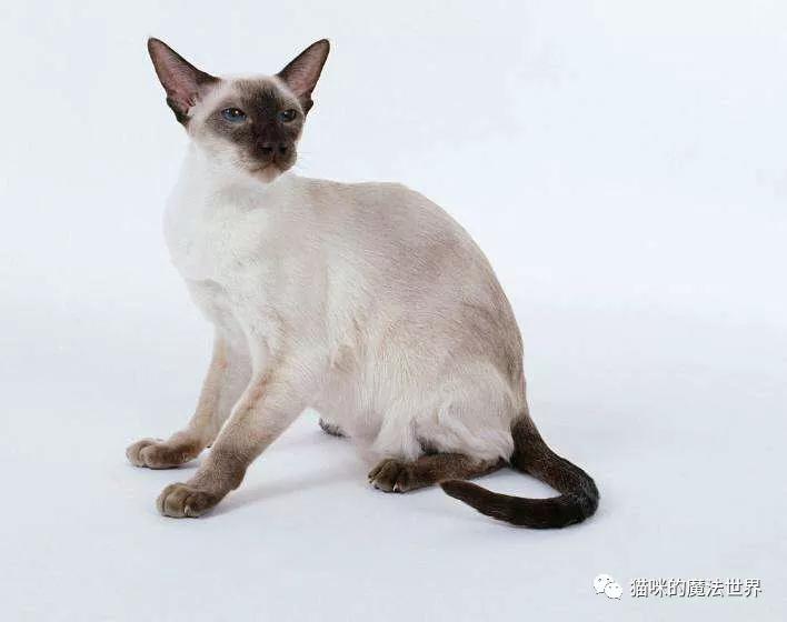 猫咪品种大盘点3:暹罗猫