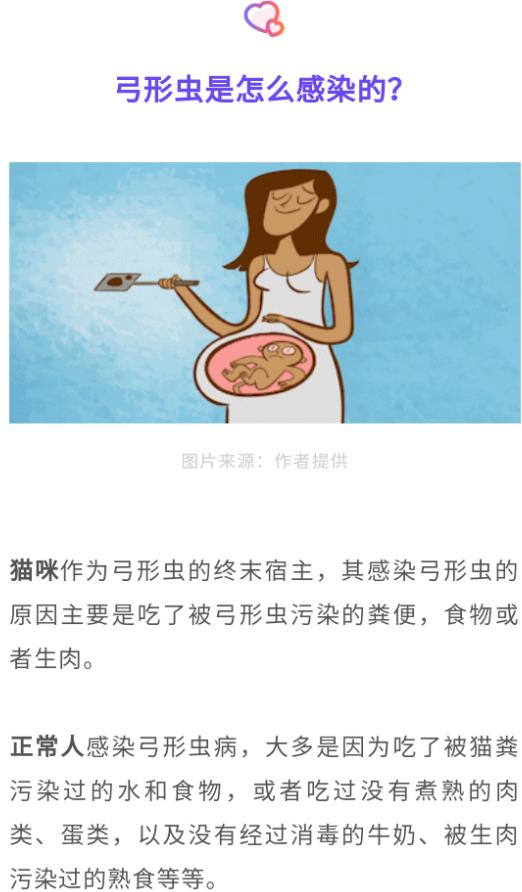 怀孕养宠物，能养，猫狗没有“弓形虫”没问题