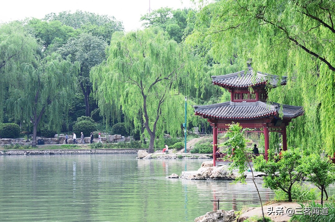 紫竹院龟仙与分手圣地有何渊源？弃壳救主的龟伯伯有苦难言