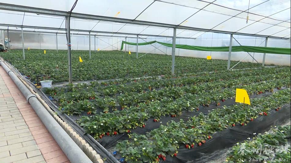 新春走基层村里过年,新春走基层大棚