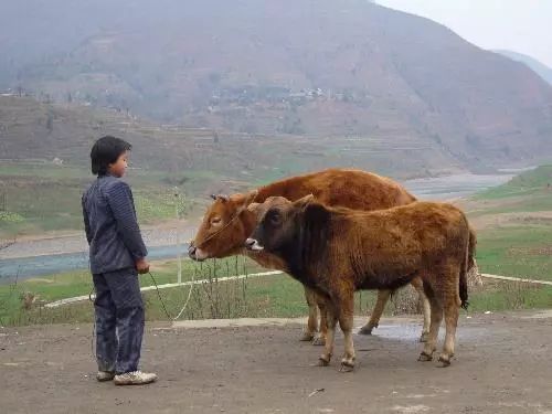 沅陵乡村放牛娃,放牛娃道县