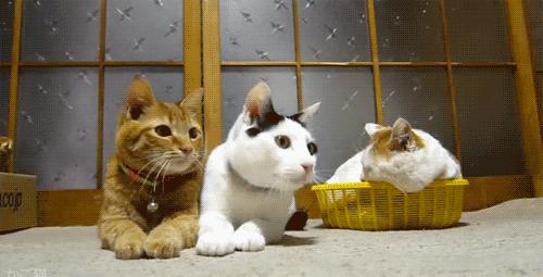 羊驼专治什么病,羊驼治愈厌食症