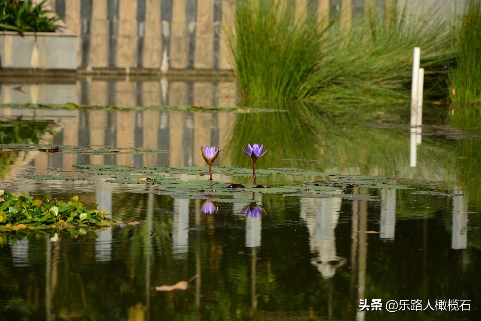 深圳园博园有什么好玩的,深圳园博园旅游指南