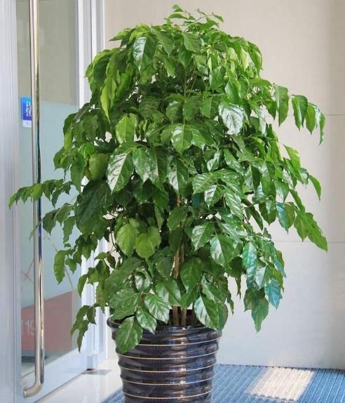 幸福树掉嫩叶原因和解决方法,幸福树掉叶子严重怎么回事