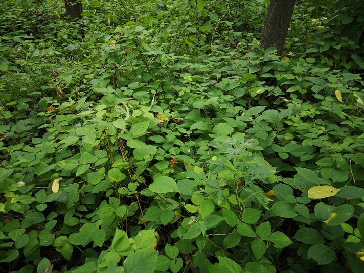 各类人参,从功效与性能上如何排名?