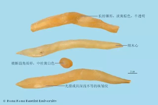 中医分享中药天冬,中药天冬的歌诀