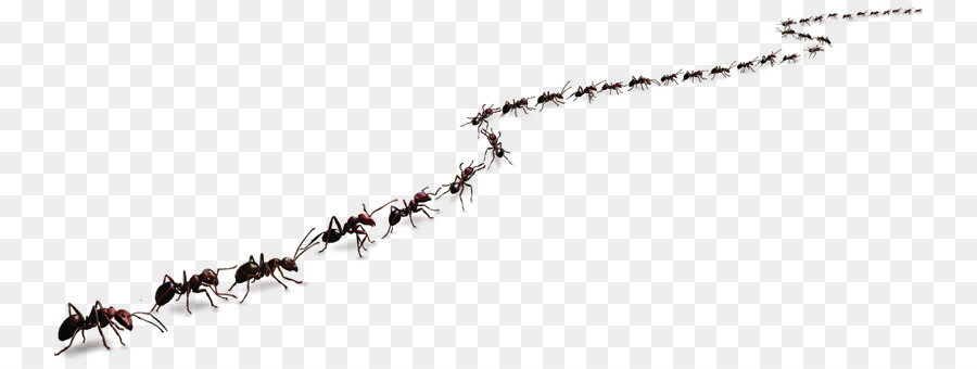 为什么成灾的蝗虫有毒,为什么会有蝗灾