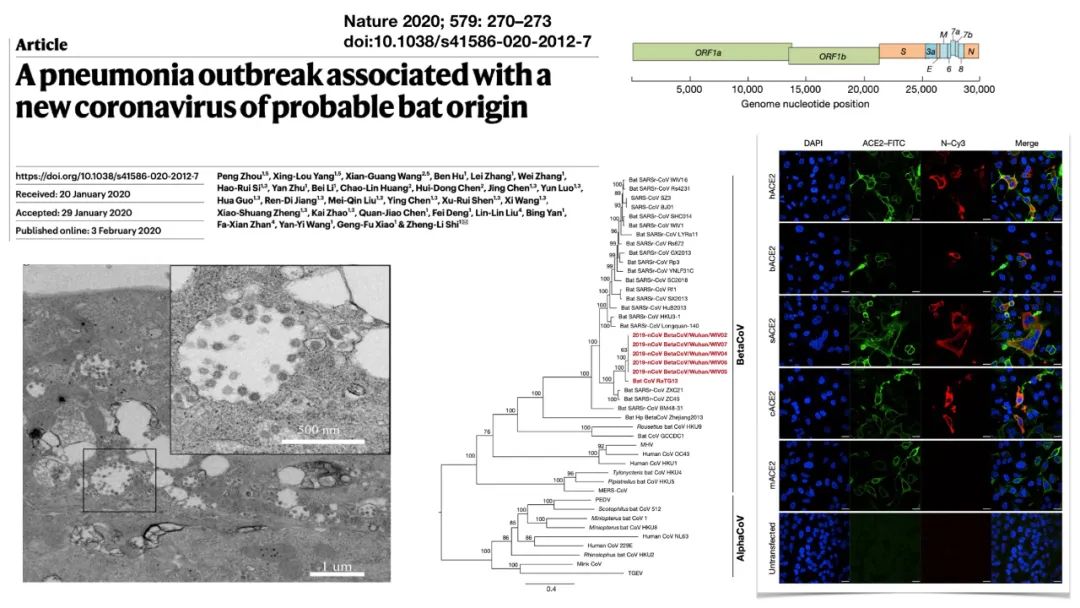 新冠病毒检测结果实验室解读,新冠病毒有哪些实验室检测方法