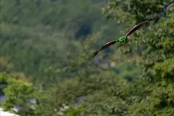 野外拍鸟用什么器材,拍鸟器材最佳配置