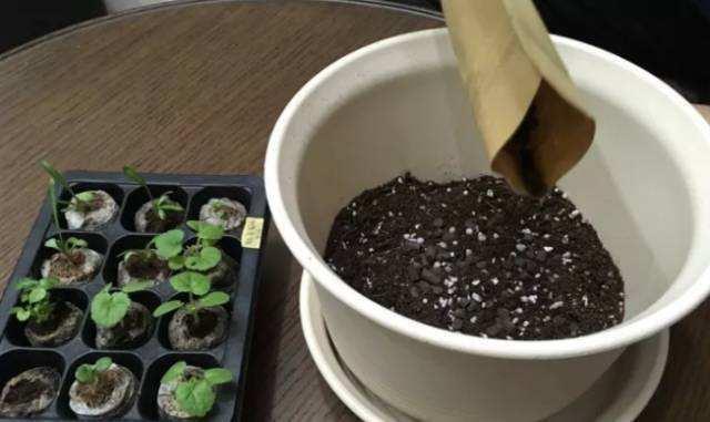 田园土与营养土配比多少适应养花,植物营养土如何自己配制