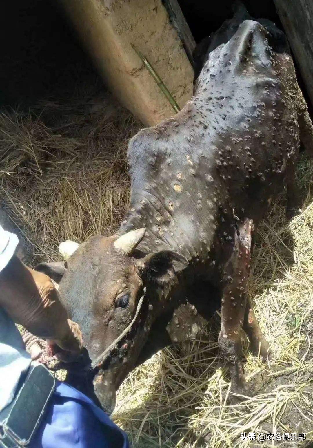 多省爆发牛皮肤病，三伏天不建议买牛，这些建议值得养牛人借鉴