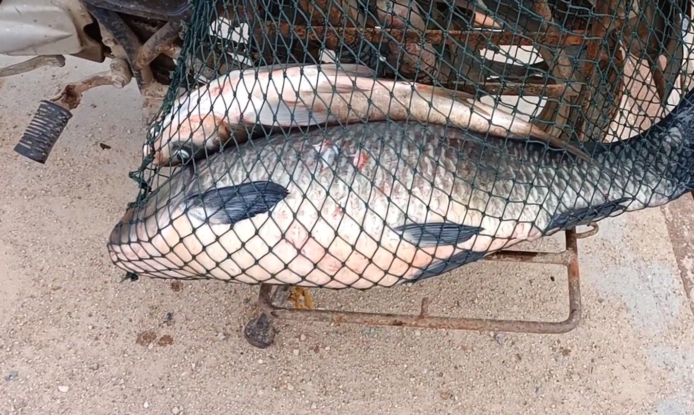 厦门海域出现大量鱼,厦门水库泄洪捡鱼