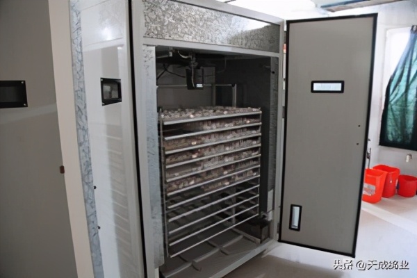 怎么提高鸽子的产蛋质量,人工孵化肉鸽的步骤