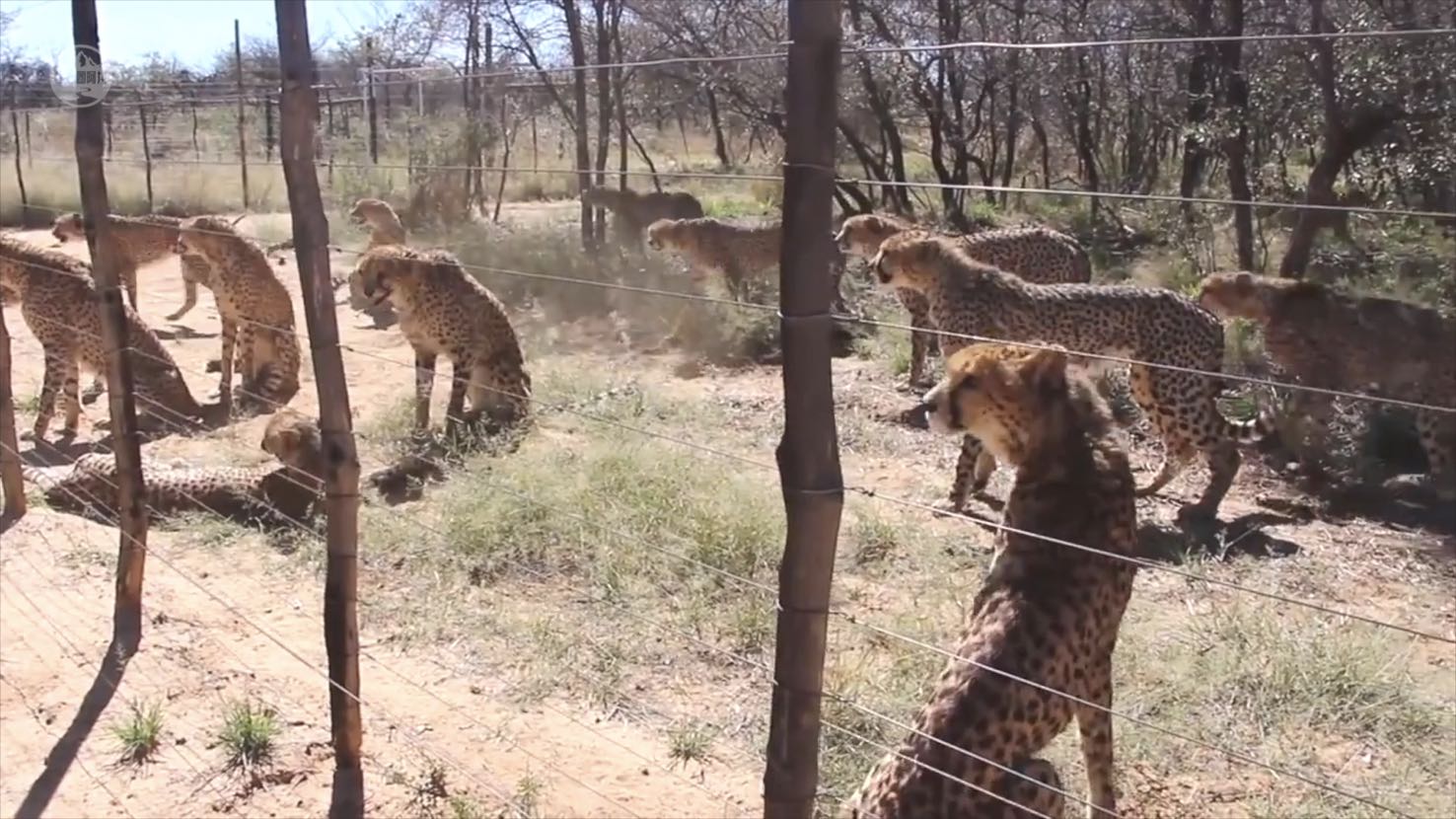 猎豹捕食的时候速度多少,猎豹捕食时的样子