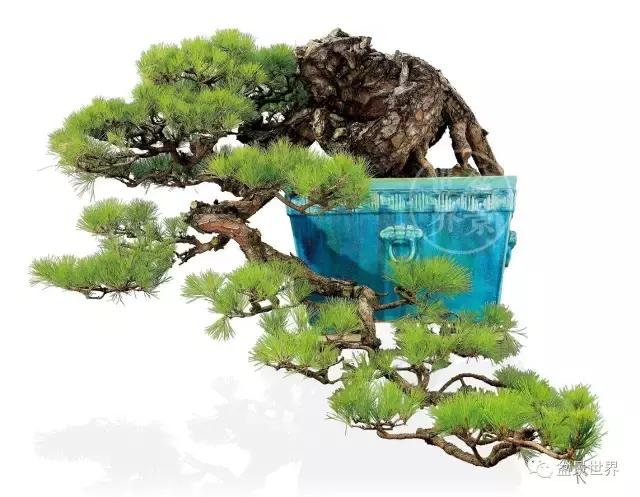 松树盆景经典大片,大斜杆式盆景得金奖作品松树