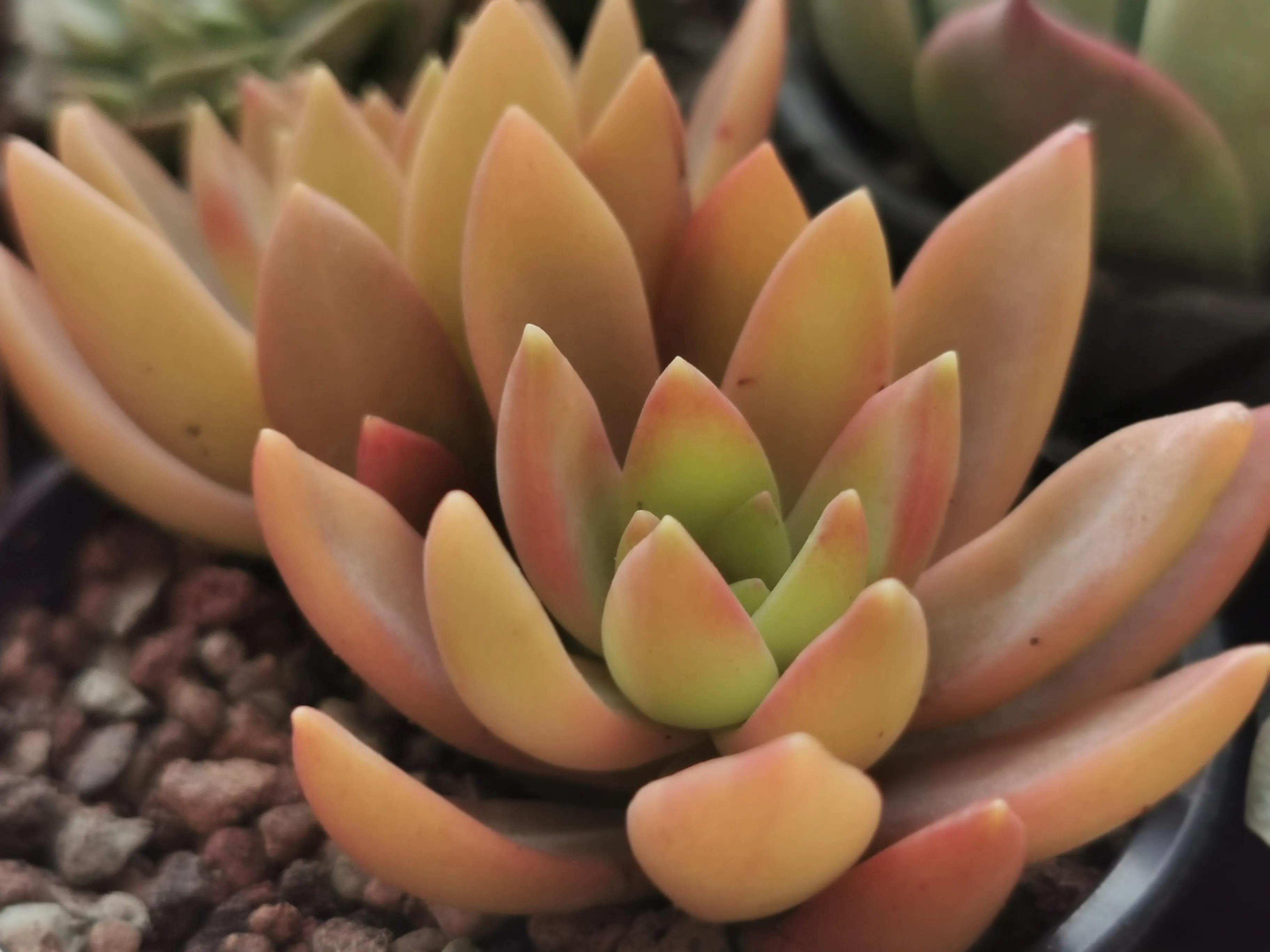 多肉品种大全大集合,多肉35元一盆图片