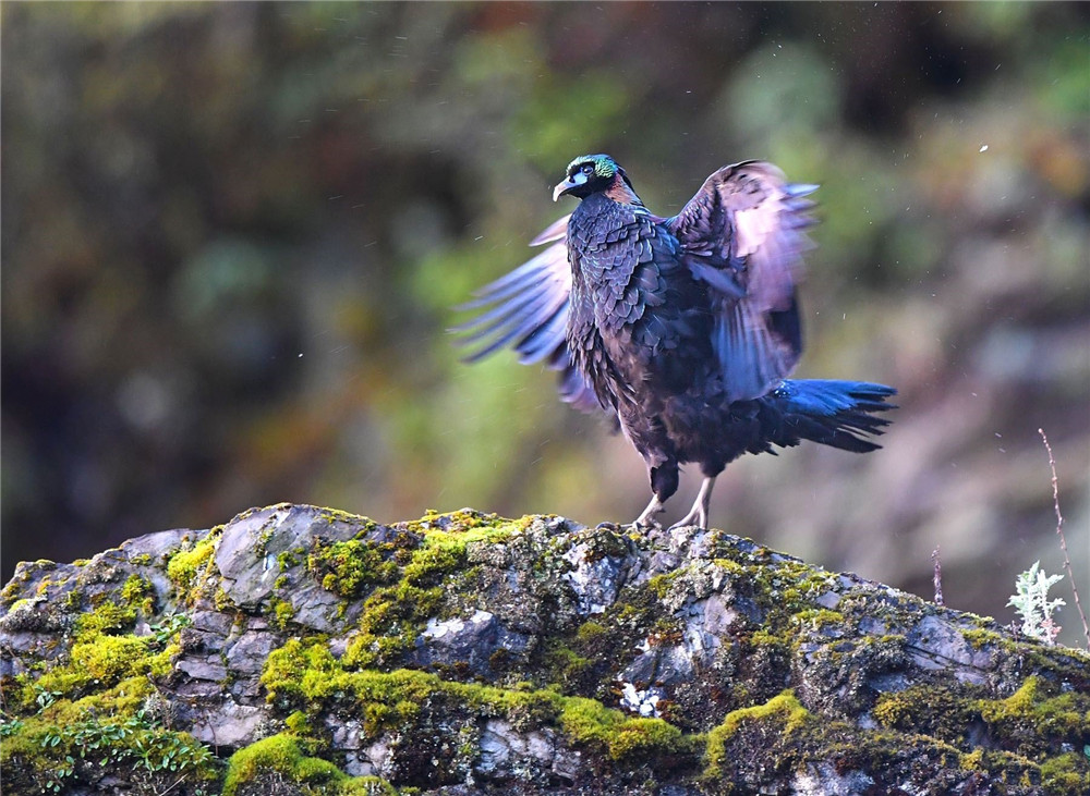 巴朗山老鹰,四川鹰鸡