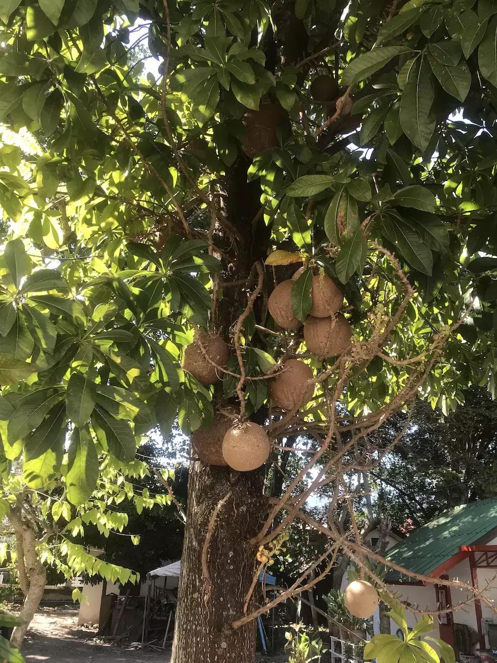 我的泰国吃住行攻略,住泰国的感受和体验