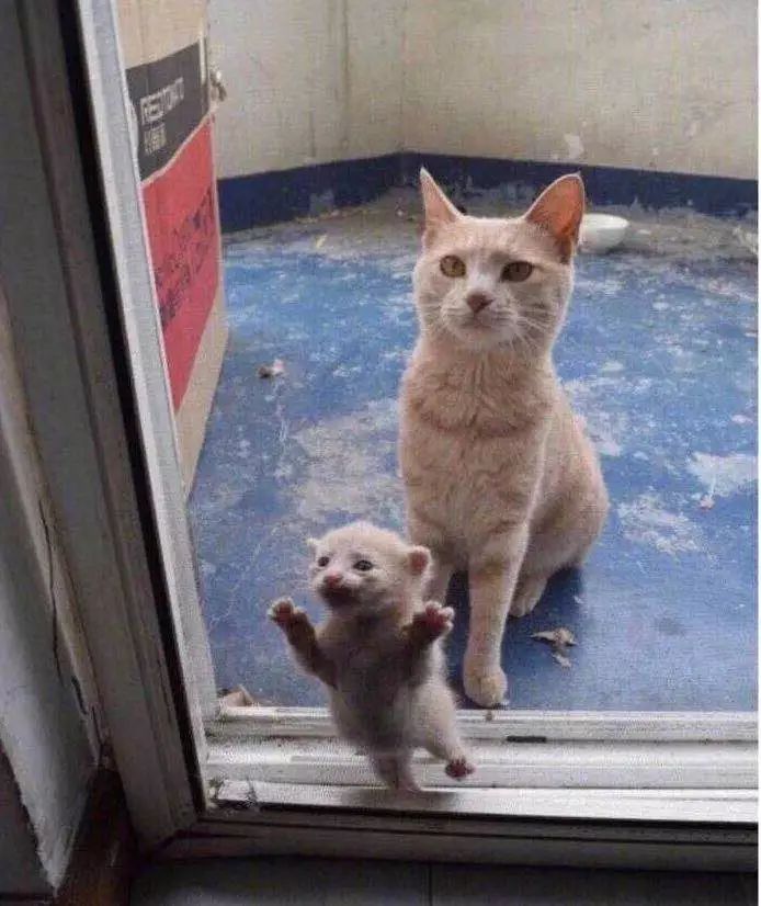 猫圈总结,猫圈玄学刚出生的猫