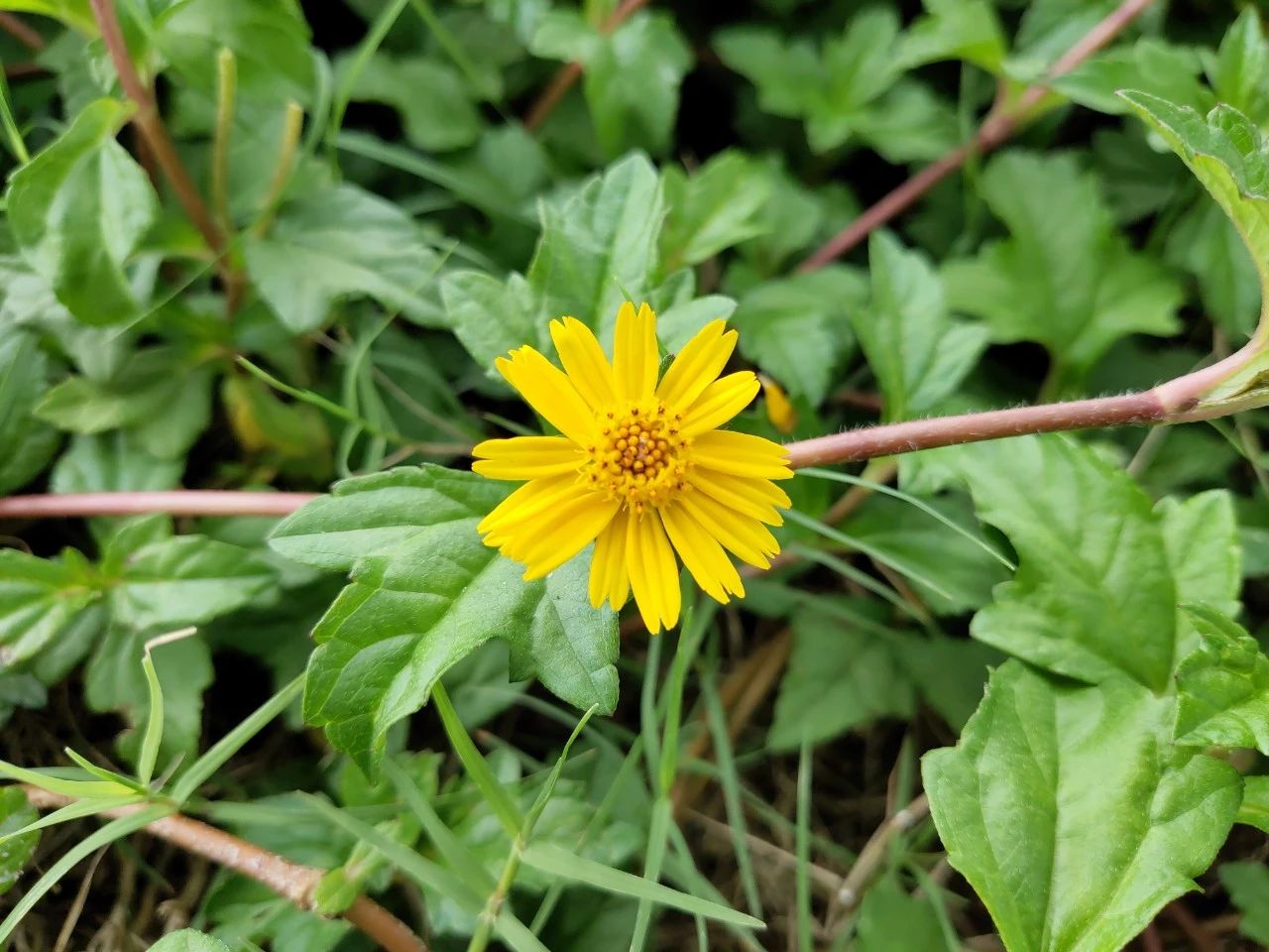 魅族16spro特别版,魅族16spro拆解