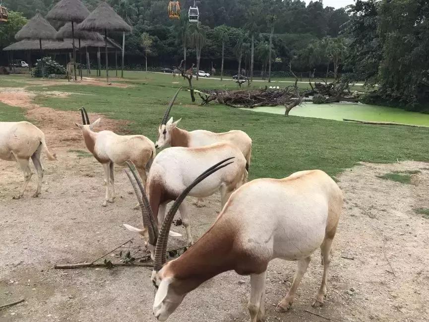 一日长隆野生动物园旅游攻略,暑假去长隆野生动物园自由行攻略