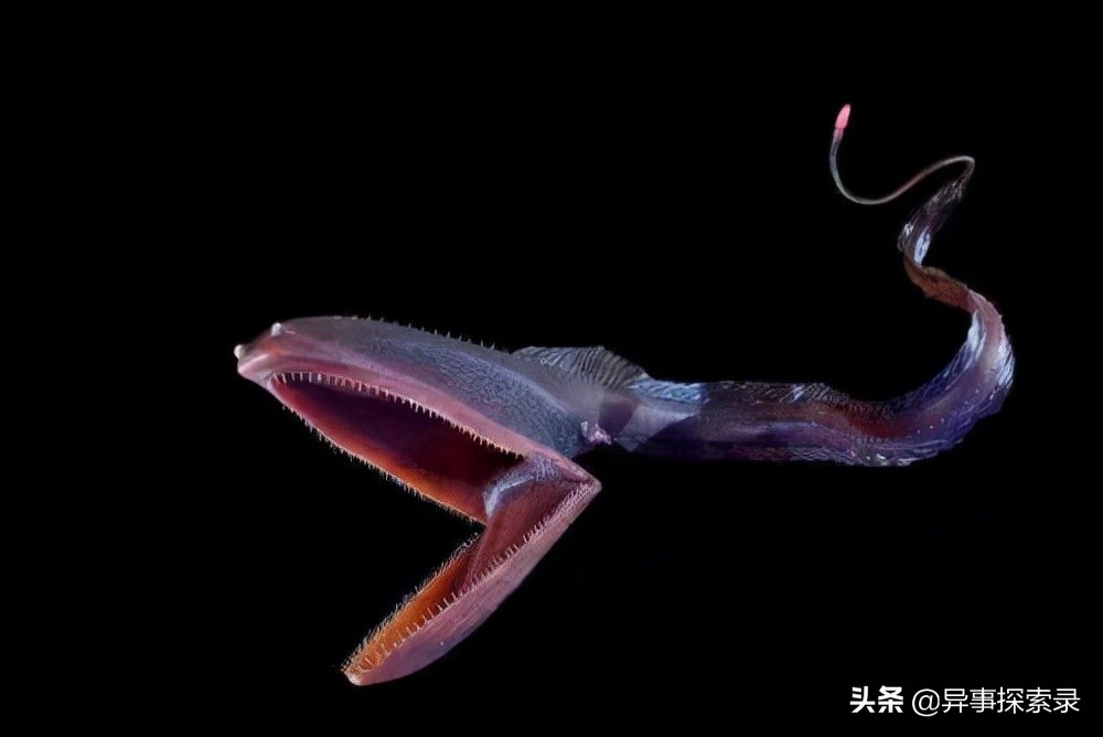 史前深海十大恐怖生物,深海底下的恐怖生物