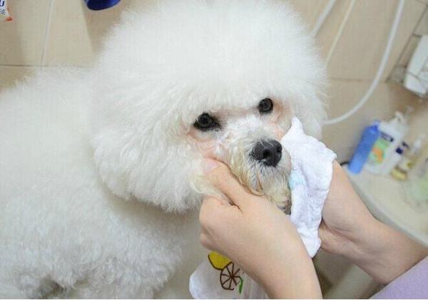 狗狗去泪痕的产品真的有用吗,去狗狗泪痕哪款好用