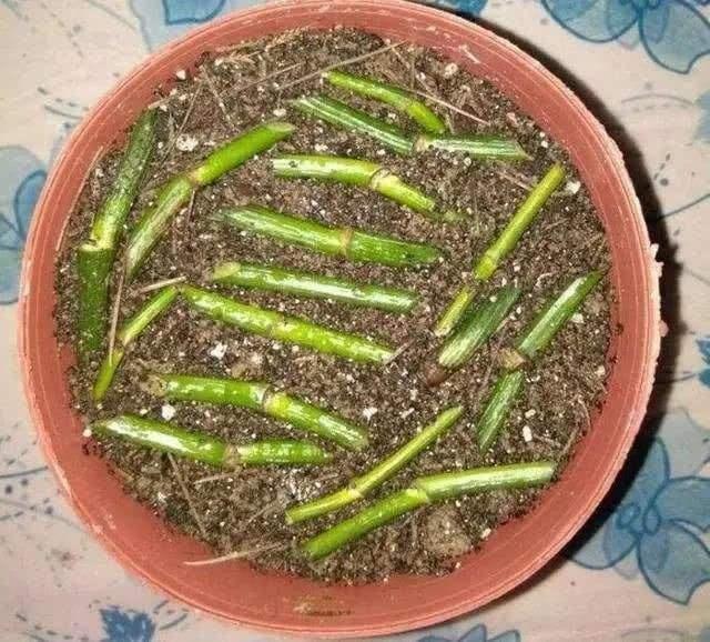 绿萝扦插方法和注意事项,绿萝的扦插方法和注意事项有哪些