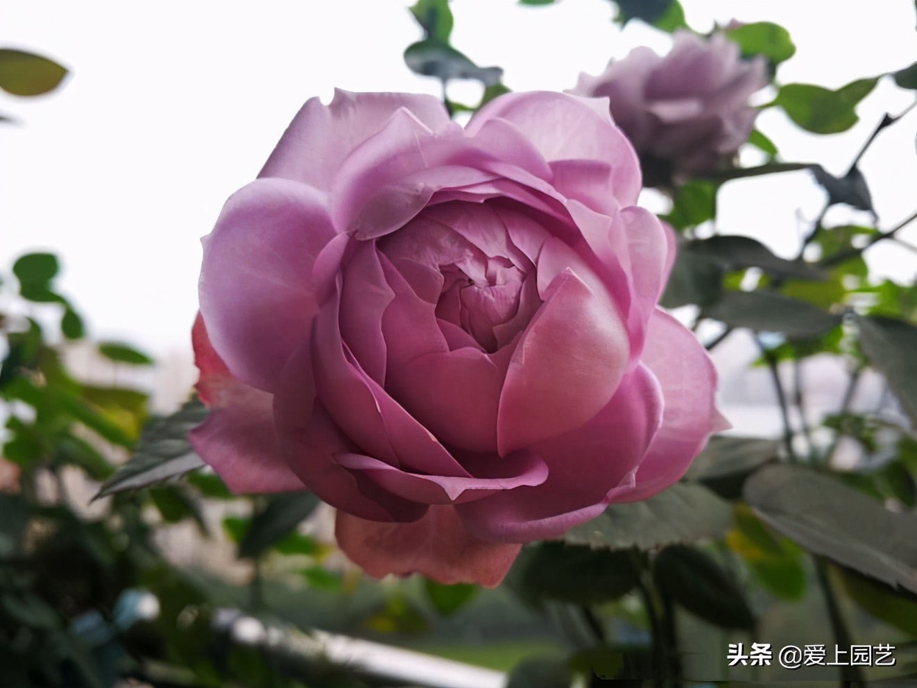 好看好养有甜香的月季,好看好养的月季花品种