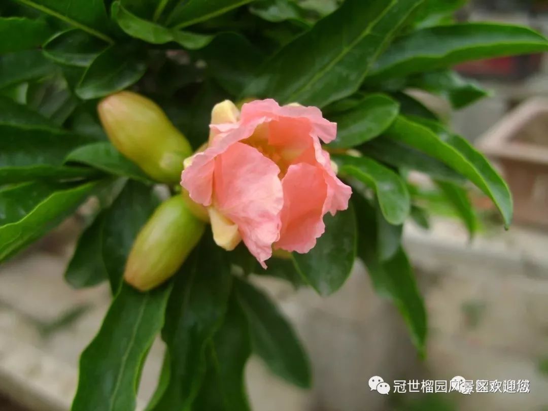 世界旅游日5月19日优惠,冠世榴园免费景点