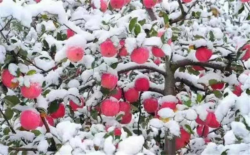 重阳节天气好坏对冬季有影响吗,今年重阳节晴预示明年是涝还是旱