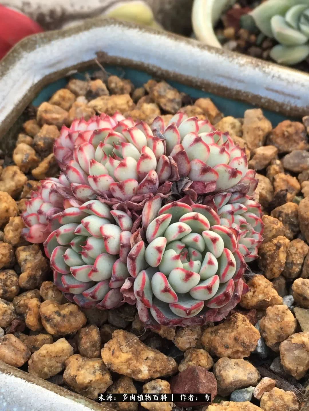 入坑多肉无法自拔,沉迷多肉无法自拔