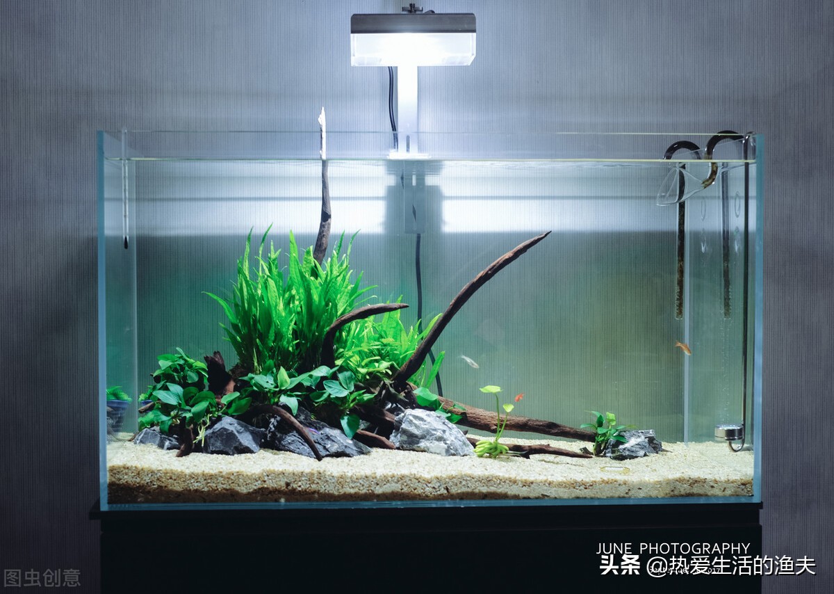 刚孵化出来的金鱼苗多久能喂食,金鱼鱼苗养几个月才能开过滤