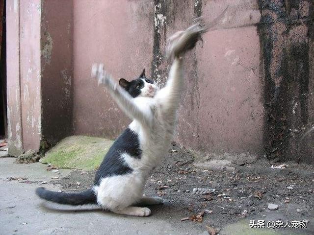 流浪猫怎么和狗和睦相处,流浪猫和流浪狗是怎么出现