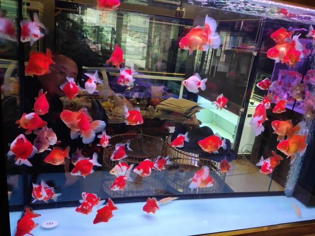 新买的观赏鱼到家就要检疫，否则必死无疑，这种说法并不靠谱