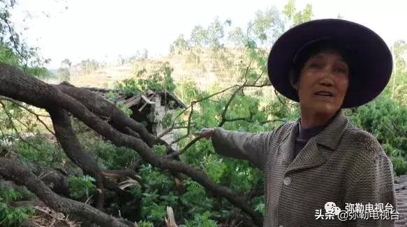 一棵被保护的百年古树,一棵百年的古树被雷击