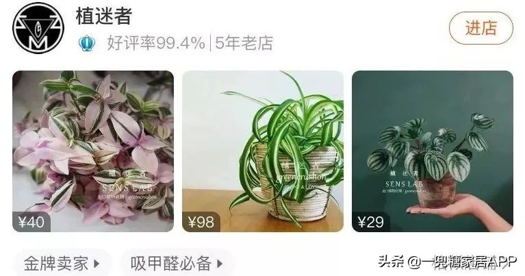 开花植物店铺推荐,适合店铺开花植物